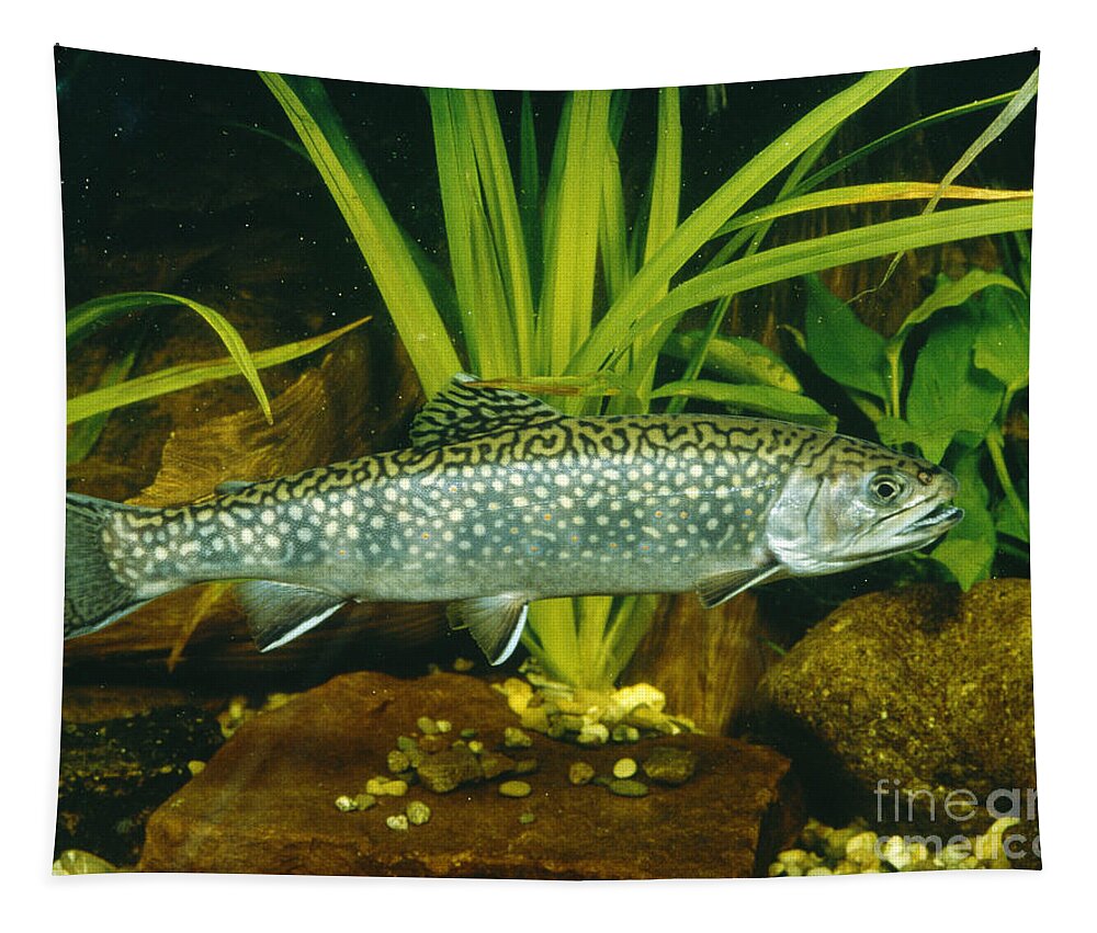 Brook Trout Tapestry featuring the photograph Brook Trout by Hans Reinhard