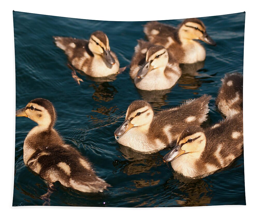 Ducks Tapestry featuring the photograph Brothers and Sisters by Brenda Jacobs