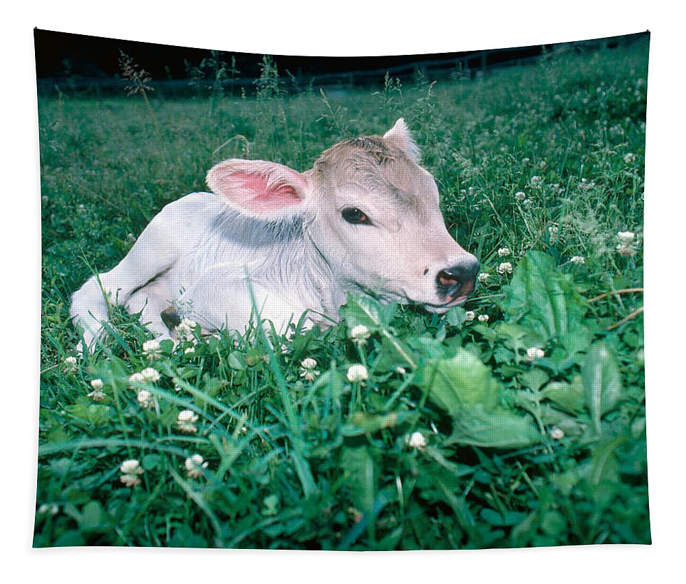 Agriculture Tapestry featuring the photograph Brown Swiss Calf by Bonnie Sue Rauch