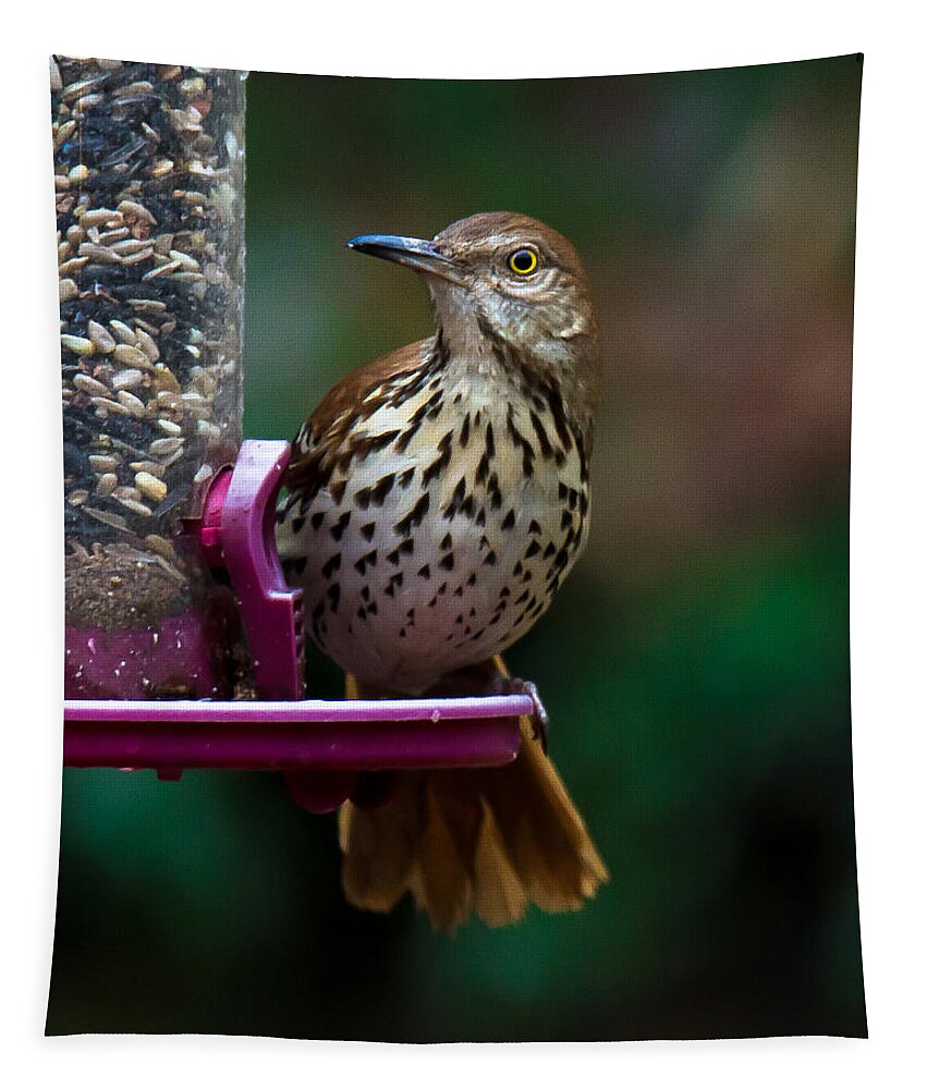 Brown Thrasher Tapestry featuring the photograph Brown Thrasher - State Bird of Georgia by Robert L Jackson