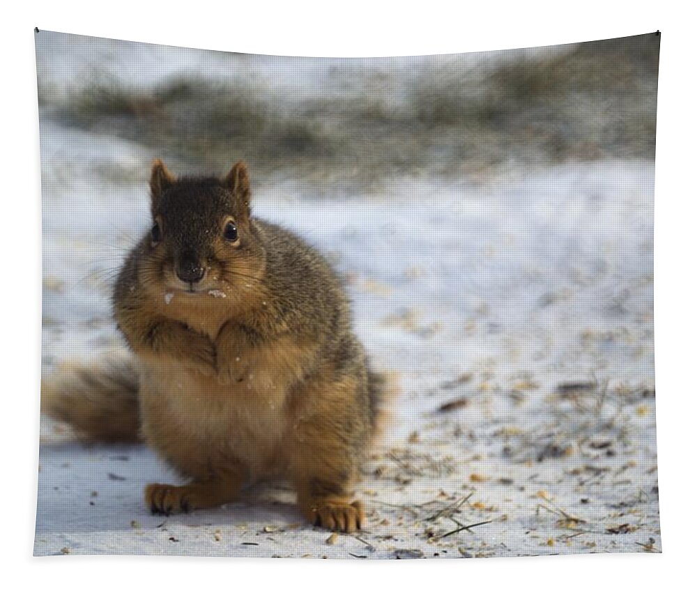Squirrel Tapestry featuring the photograph Brrrrrrrrrrr by Bonfire Photography