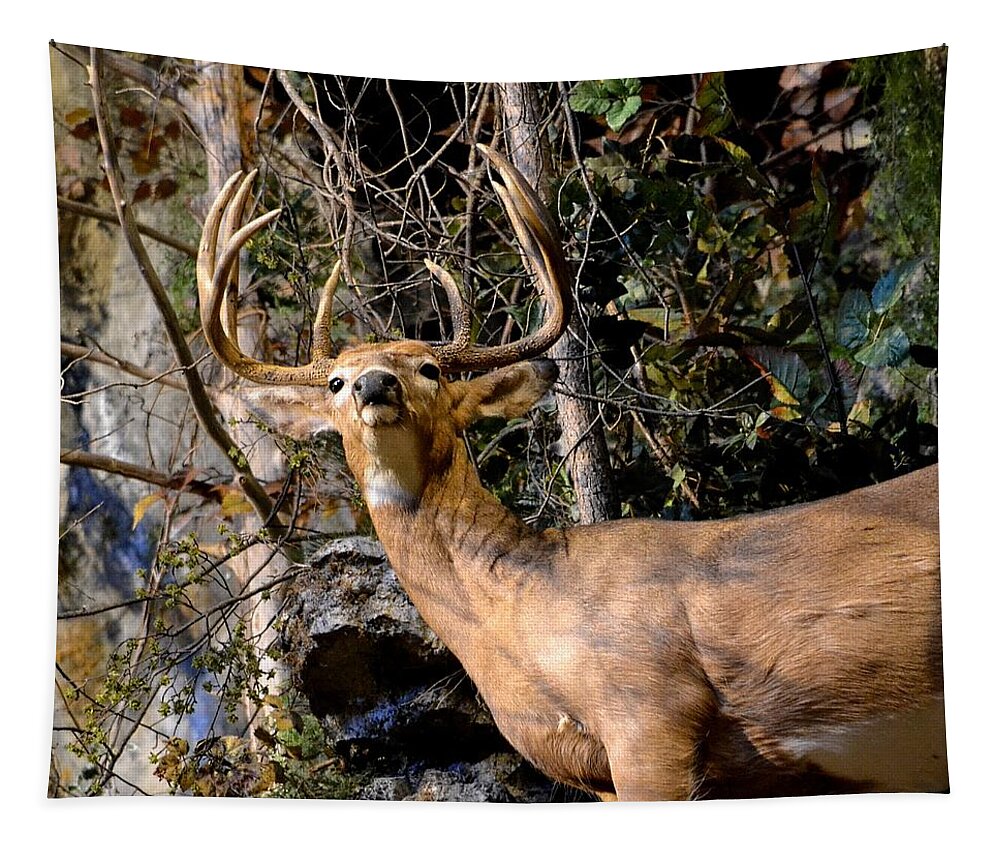 Deer Tapestry featuring the photograph Buck On A Ridge by Deena Stoddard