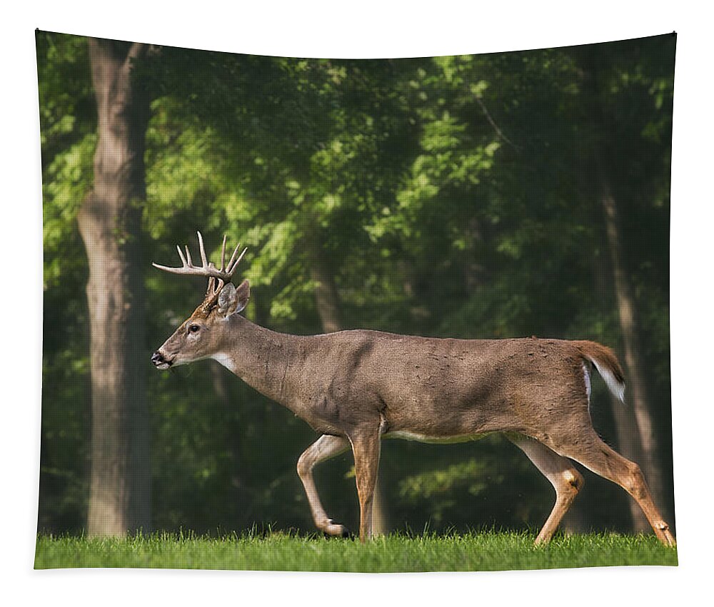 Buck Tapestry featuring the photograph Buck On Patrol by Bill and Linda Tiepelman