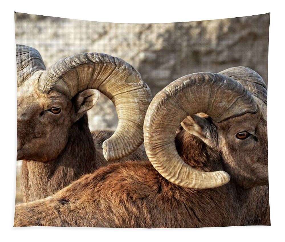 Bighorn Tapestry featuring the photograph Buddies by Fiskr Larsen