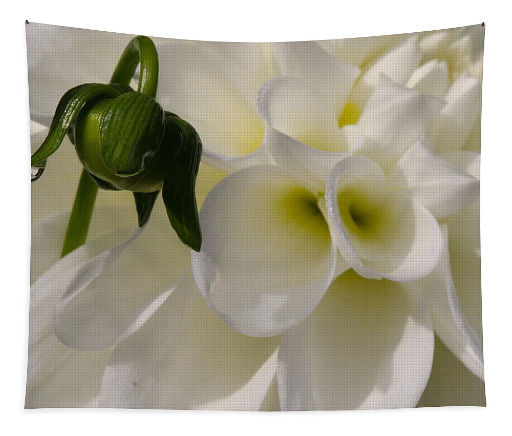 Dahlia Tapestry featuring the photograph Budding Dahlia by Kathy Paynter
