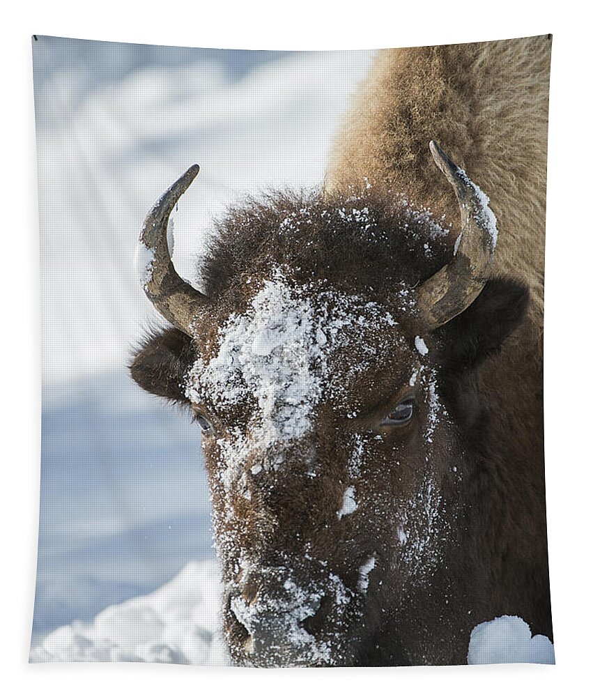 Yellowstone Tapestry featuring the photograph Buffalo in Snow by Bill Cubitt