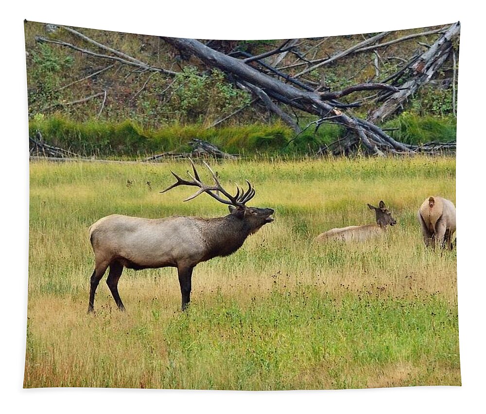 Bull Elk Tapestry featuring the photograph Bugling Over Harem by Yeates Photography