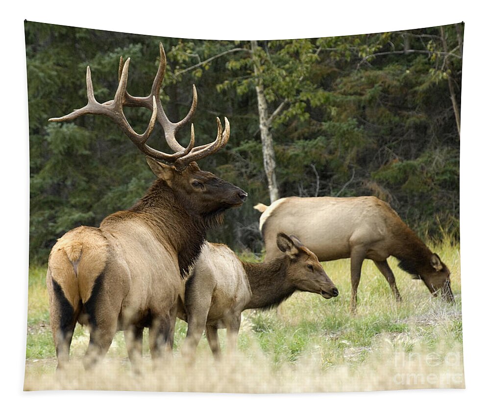 Elk Tapestry featuring the photograph Bull Elk With His Harem by Bob Christopher