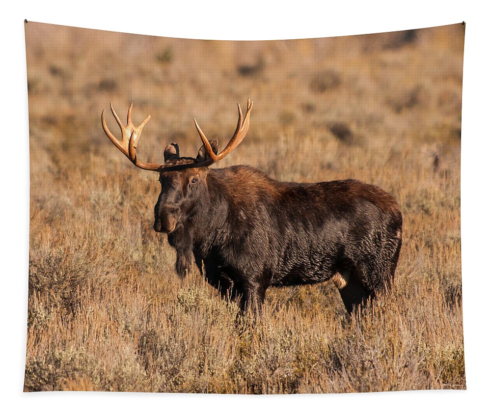Grand Teton National Park Tapestry featuring the photograph Bull Moose by Brenda Jacobs