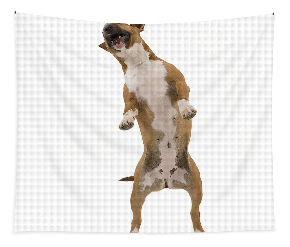 Dog Tapestry featuring the photograph Bull Terrier by Jean-Michel Labat