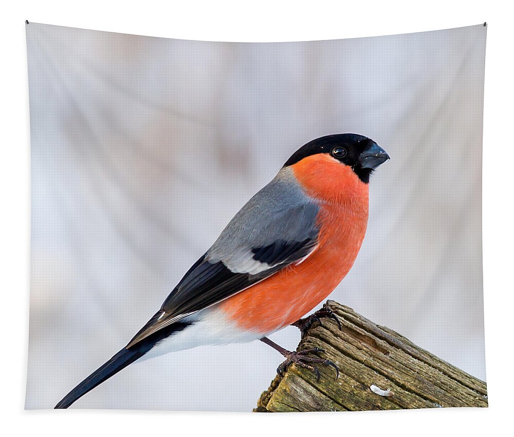 Bullfinch On The Edge Tapestry featuring the photograph Bullfinch on the Edge by Torbjorn Swenelius