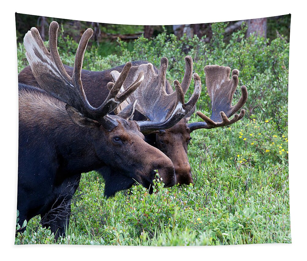Moose; Moose Photograph Tapestry featuring the photograph Bulls of the Woods by Jim Garrison