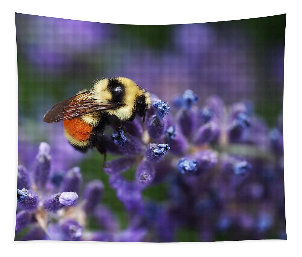 Bee Tapestry featuring the photograph Bumblebee on Lavender by Rona Black