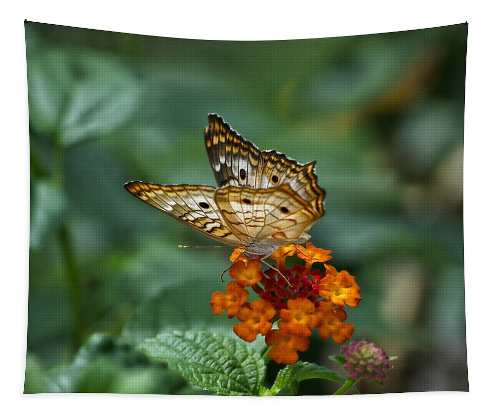 Butterfly Tapestry featuring the photograph Butterfly Wings Of Sun Light by Thomas Woolworth