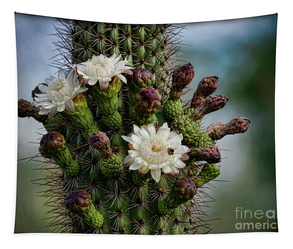 Organ Pipe Cactus Flowers Tapestry featuring the photograph Cacti Bouquet by Saija Lehtonen