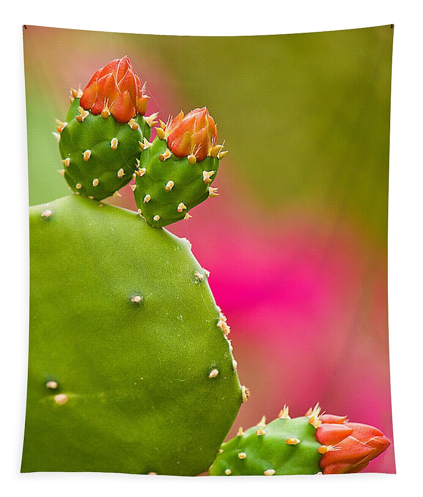 Cactus Tapestry featuring the photograph Cactus Flower by Lisa Chorny