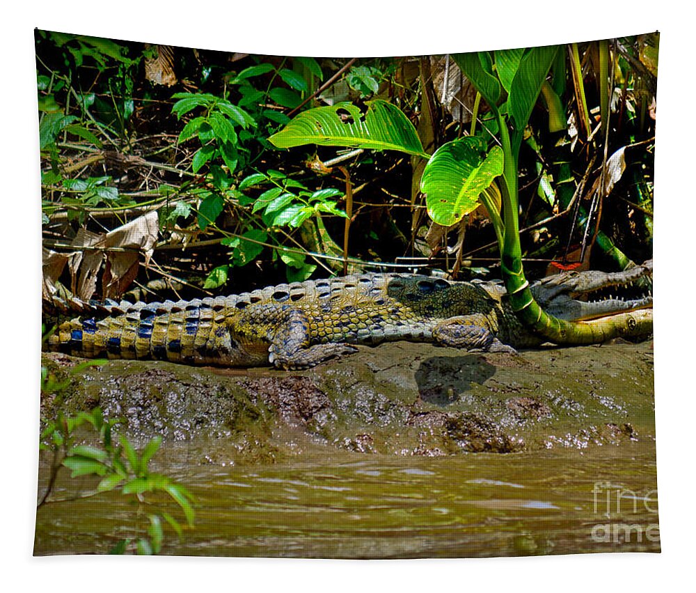 Caiman Tapestry featuring the photograph Caiman Cocodilus by Gary Keesler