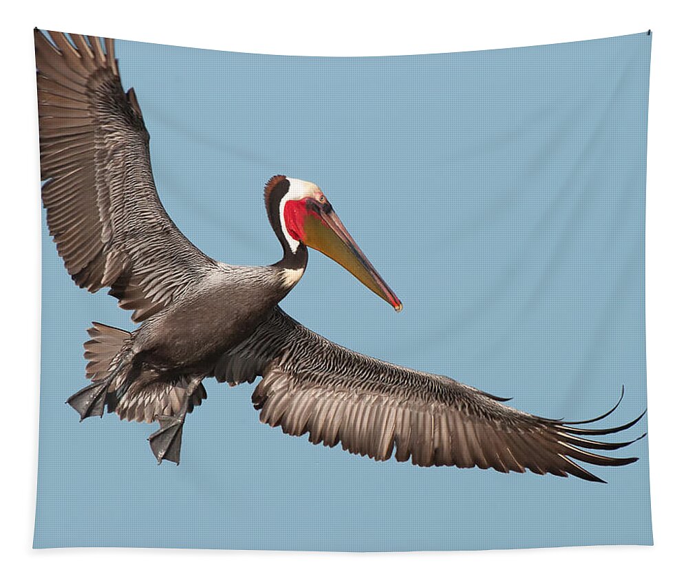 California Brown Pelican Tapestry featuring the photograph California Brown Pelican with Stretched Wings by Ram Vasudev