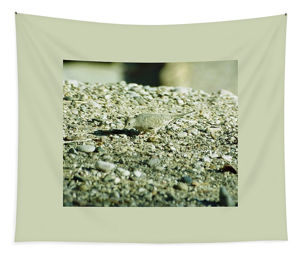This Guy Was Outside My Kitchen Tapestry featuring the photograph Arizona Camo Bird by Belinda Lee