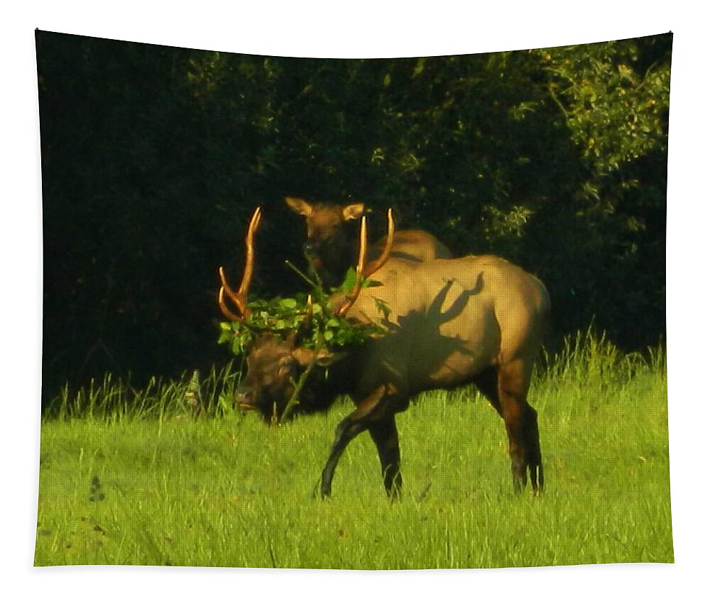 Elk Tapestry featuring the photograph Camoflaged Elk With Shadows by Gallery Of Hope