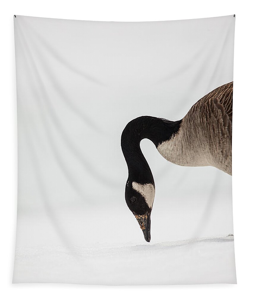 Canada Goose Point Tapestry featuring the photograph Canada Goose Point by Karol Livote