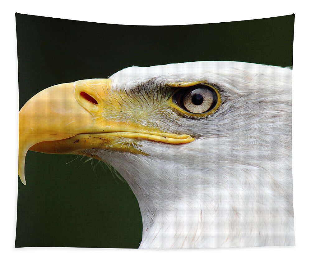 Bald Eagle Tapestry featuring the photograph Canadian Bald Eagle by Randy Hall