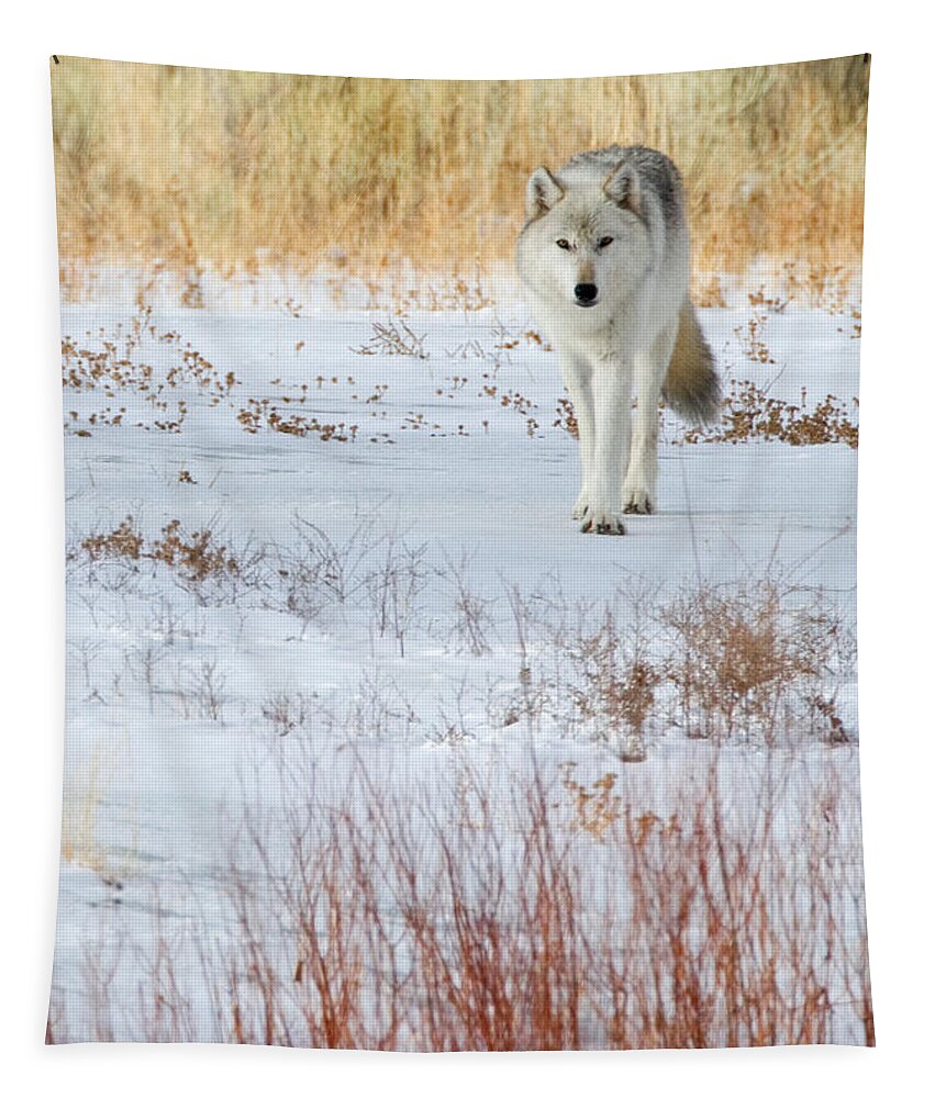 Wolf Tapestry featuring the photograph Canyon Alpha Female by Max Waugh