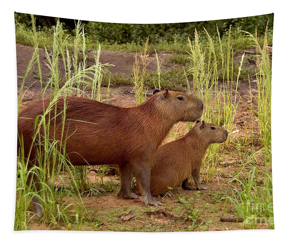 Capybara Tapestry featuring the photograph Capybaras In The Pantanal Of Brazil by Gregory G. Dimijian, M.D.