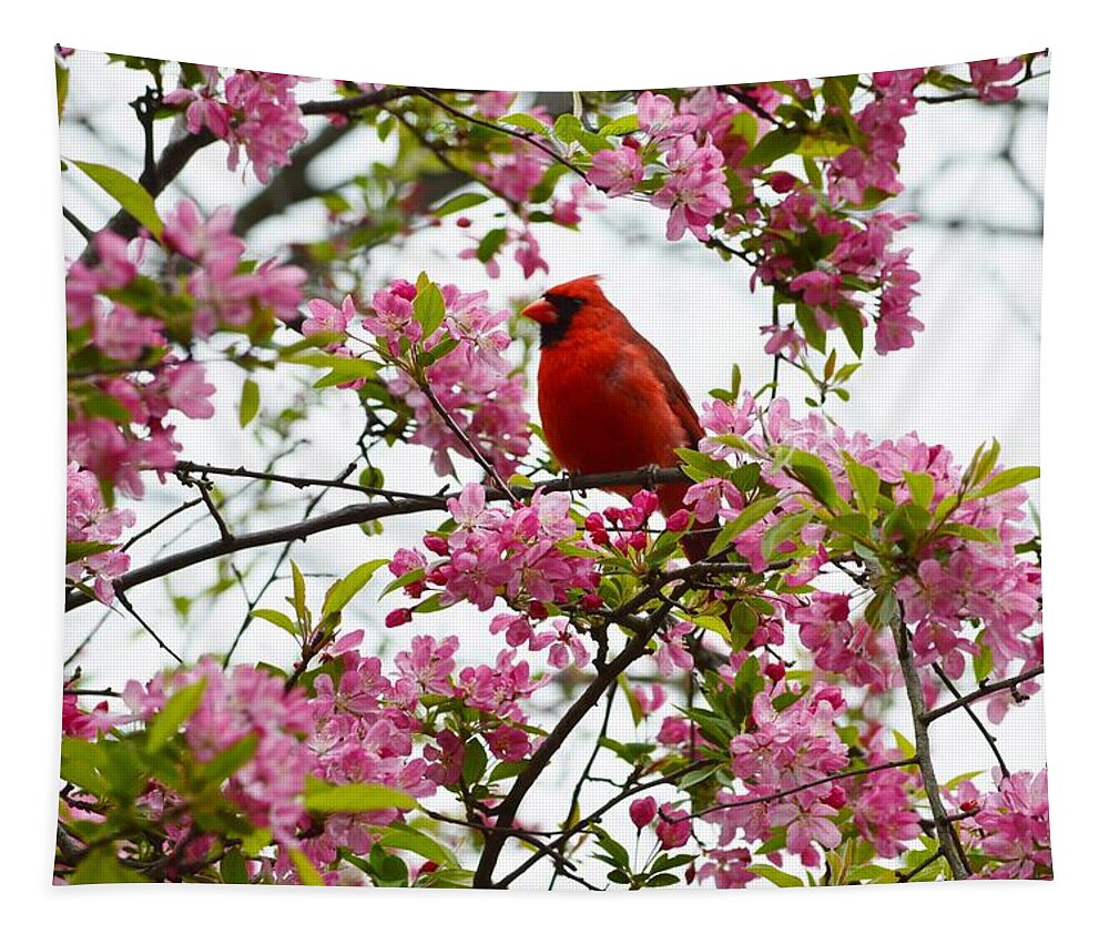 Cardinally Beautiful Tapestry featuring the photograph Cardinally beautiful by Sonali Gangane
