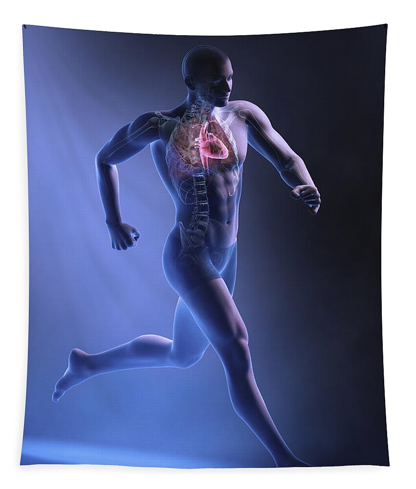 Circulation Tapestry featuring the photograph Cardiovascular Exercise by Science Picture Co