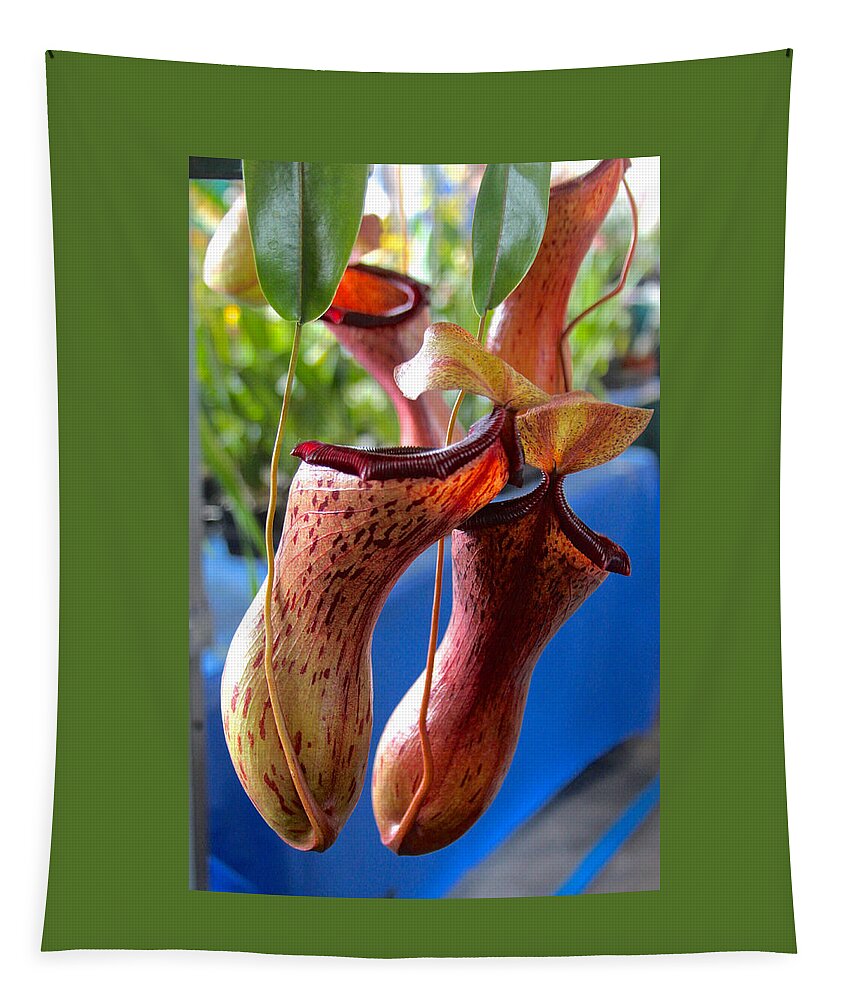 Pitcher Plant Tapestry featuring the photograph Carnivorous Pitcher Plants by Venetia Featherstone-Witty