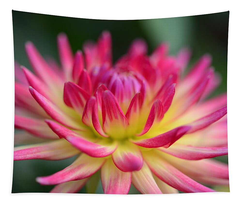Dahlia Tapestry featuring the photograph Carol's Dahlia by Kathy Paynter