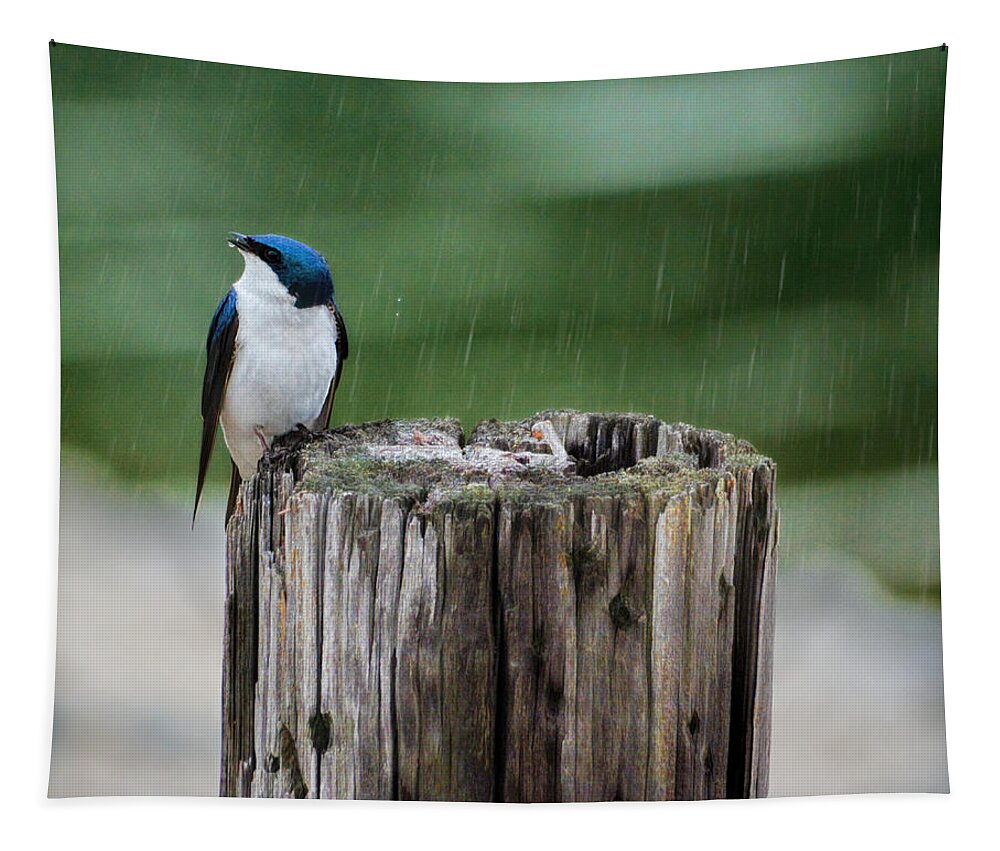 Bird Tapestry featuring the photograph Catching Raindrops by Jai Johnson