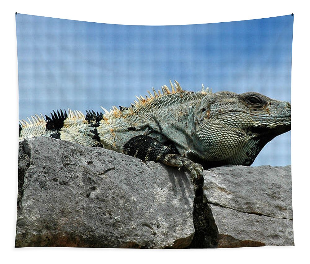 Iguana Tapestry featuring the photograph Catching some Rays by Vivian Christopher