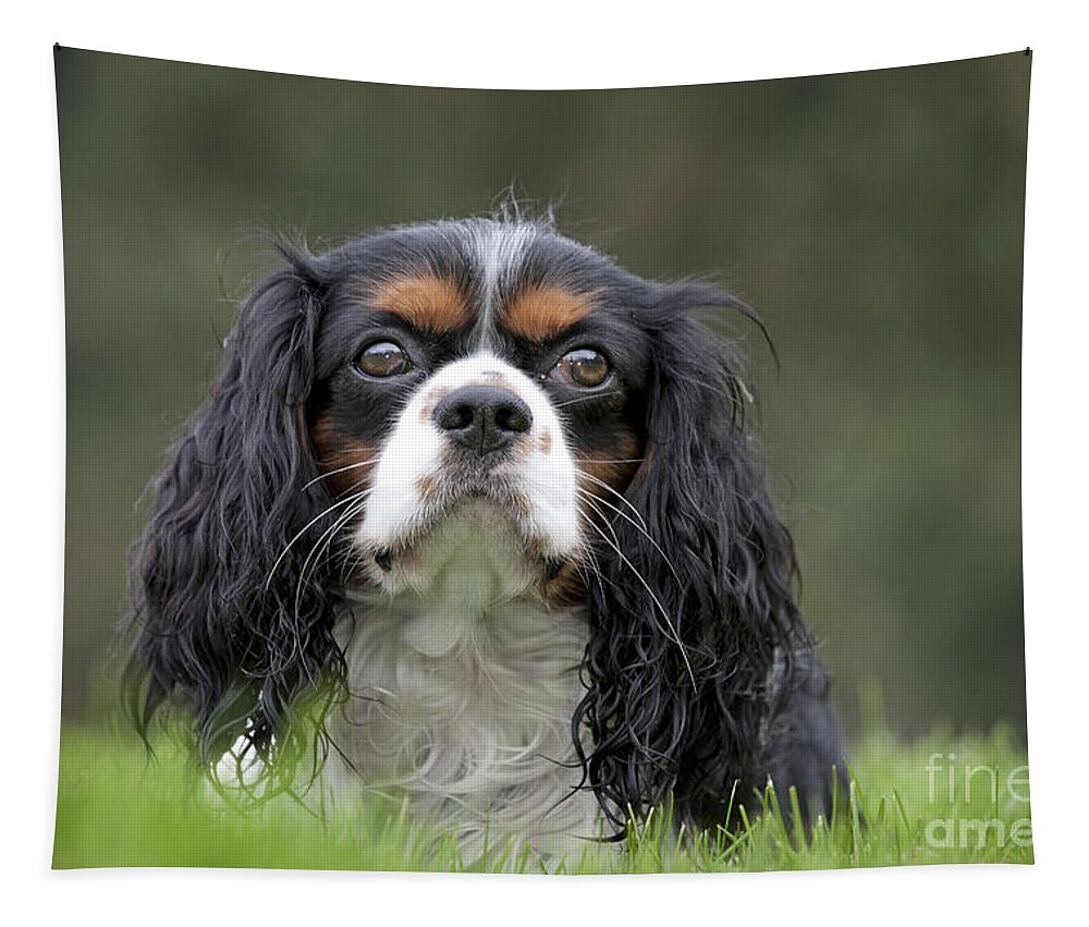 Dog Tapestry featuring the photograph Cavalier King Charles Spaniel by Johan De Meester