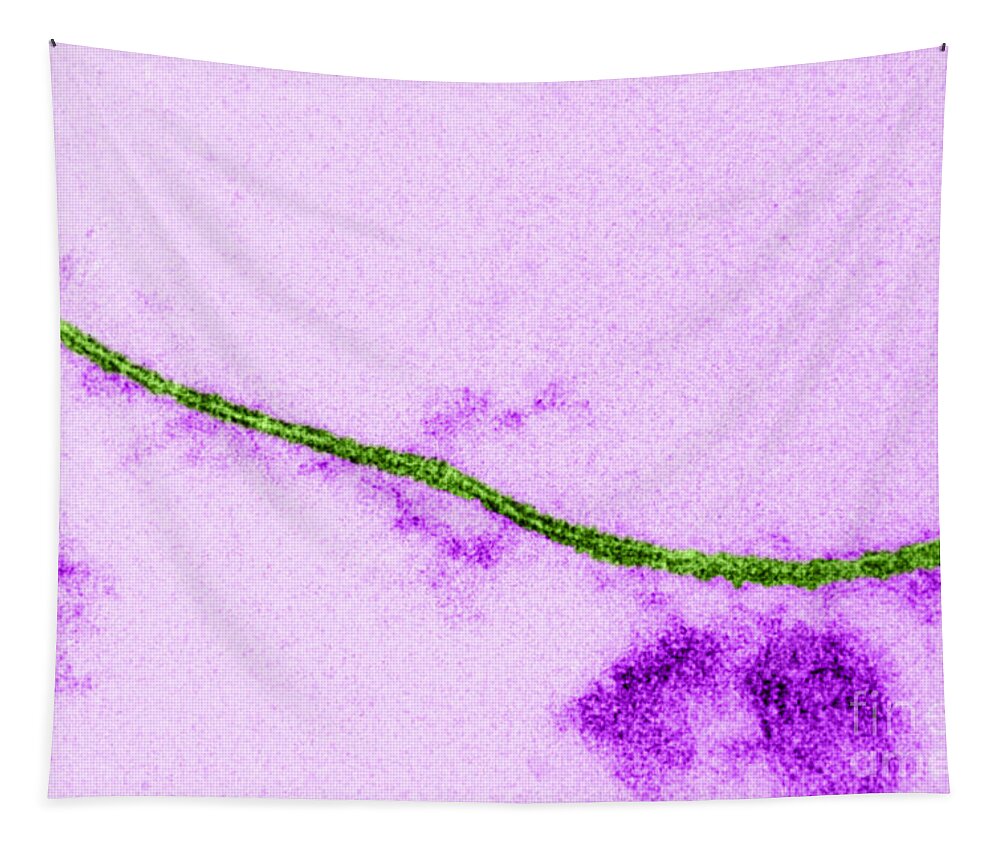 Cell Tapestry featuring the photograph Cell Membrane by Biology Pics