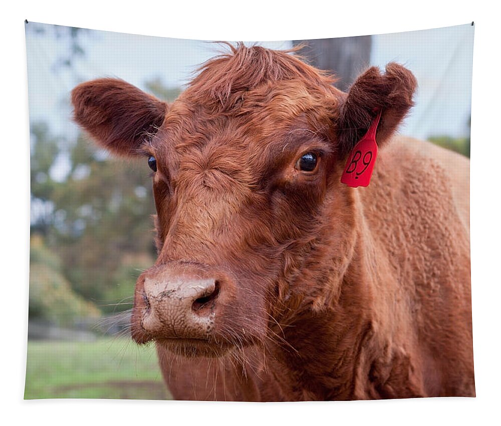 Cow Tapestry featuring the photograph Charlotte by Michelle Wrighton