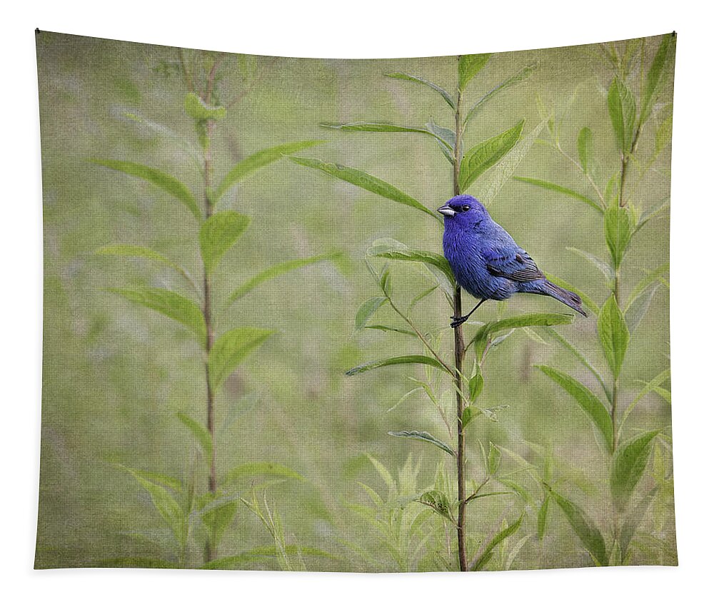 Indigo Bunting Tapestry featuring the photograph Charming Curiosity by Dale Kincaid