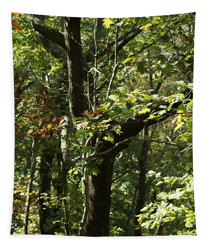 Autumn Leaves Tapestry featuring the photograph Chattahoochee Riverwalk by Rafael Salazar