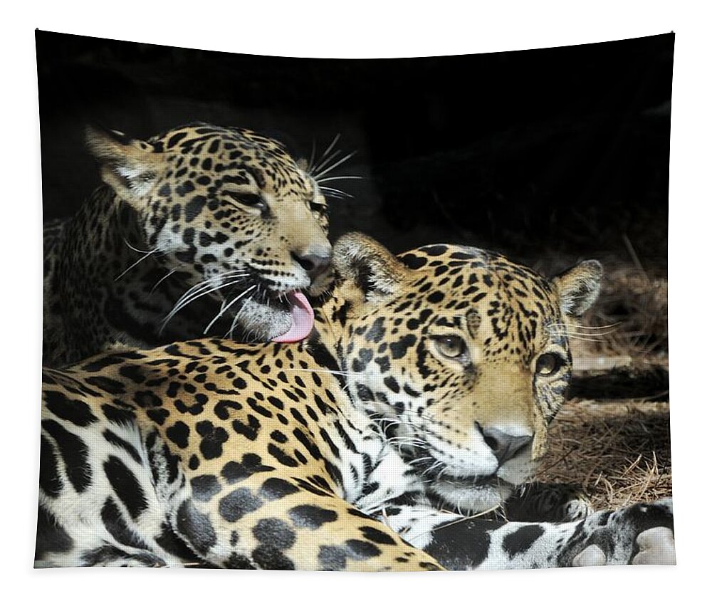Jaguar Tapestry featuring the photograph Jaguars lounging and licking by Bradford Martin