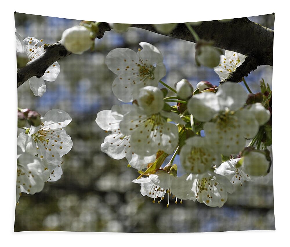 Cherry Tapestry featuring the photograph Cherry Blossoms by Tikvah's Hope