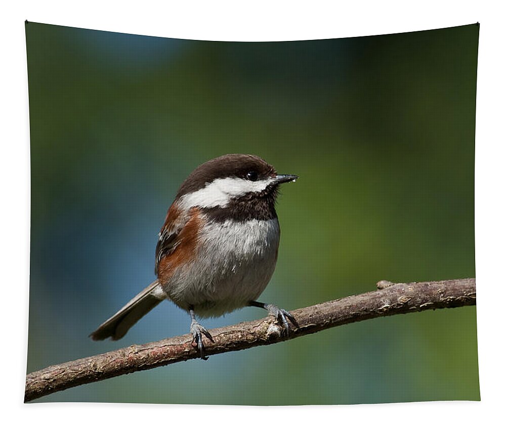 Animal Tapestry featuring the photograph Chestnut Backed Chickadee Perched on a Branch by Jeff Goulden