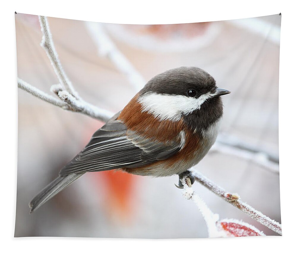 Chickadee Tapestry featuring the photograph Chickadee in Winter by Peggy Collins