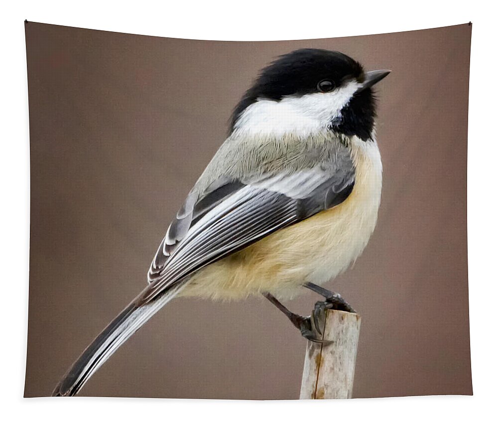 Black Capped Chickadee Tapestry featuring the photograph Chickadee Square by Bill Wakeley