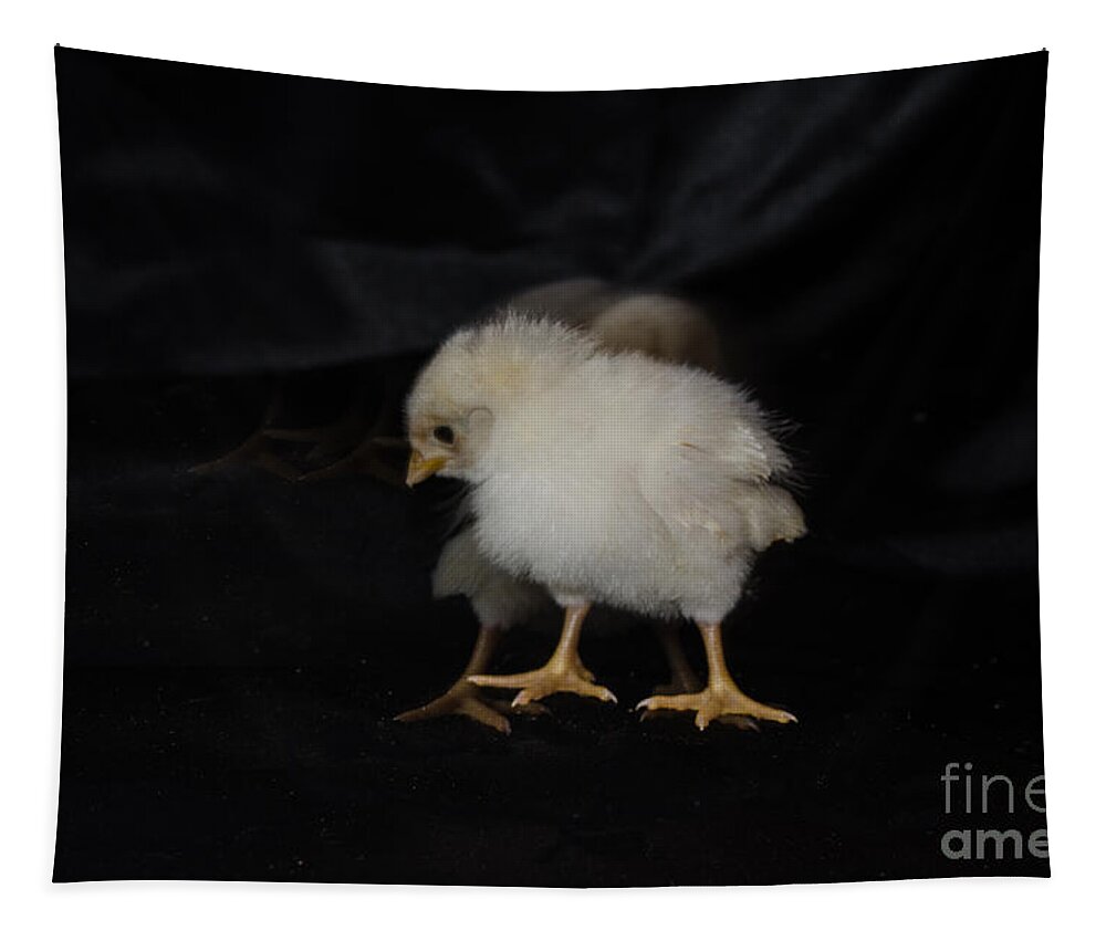 Chicken Tapestry featuring the photograph Chicken Dance by Donna Brown