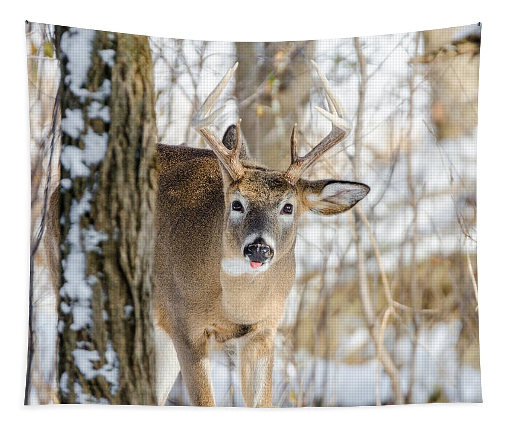 Wisconsin Tapestry featuring the photograph Childish Buck by Wild Fotos