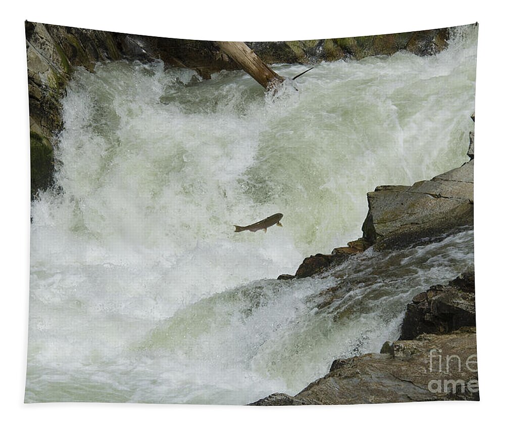Nature Tapestry featuring the photograph Chinook Salmon by William H. Mullins