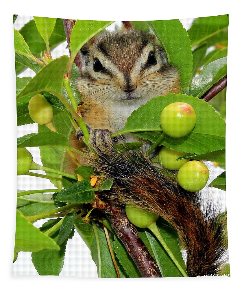 Baby Chipmunk Tapestry featuring the photograph Chip or Dale by Barbara Chichester
