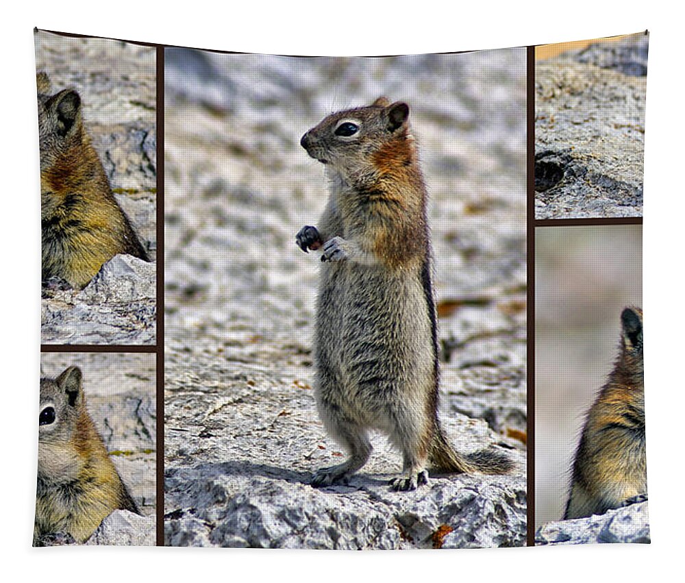 Chipmunk Tapestry featuring the photograph Chipmunk Collage by Lynn Bolt