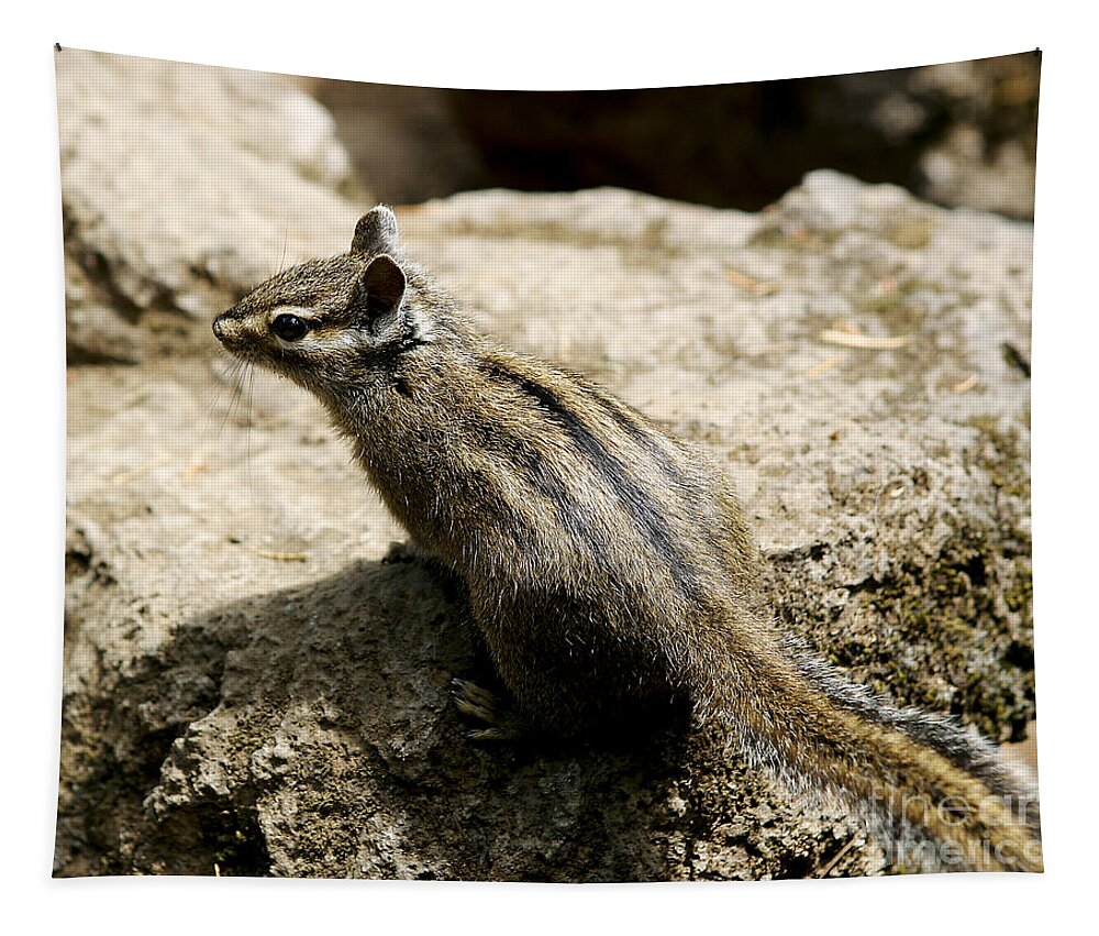 Chipmunk Tapestry featuring the photograph Chipmunk on a Rock by Belinda Greb